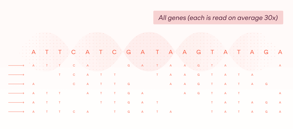 'Image showing all genes being read (on average 30 times each)
