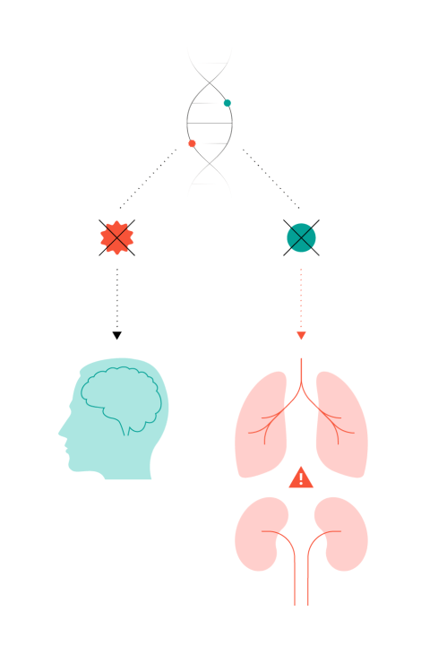 Diagram again shows one copy of the healthy LRRK2 gene and one copy with the Parkinson’s G2019S mutation, but where both are crossed out (inhibited). The brain icon is now shown functioning well, but the lungs and kidneys icon shows a warinig sign.