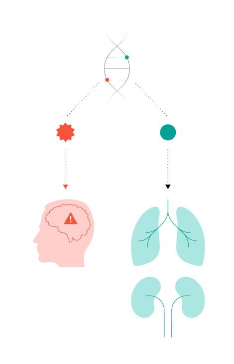 Diagram shows one copy of the LRRK2 gene with no mutations (healthy) and one copy with the Parkinson’s G2019S mutation. The lungs and kidneys icon shows them functioning well, but the brain icon shows a warning sign.