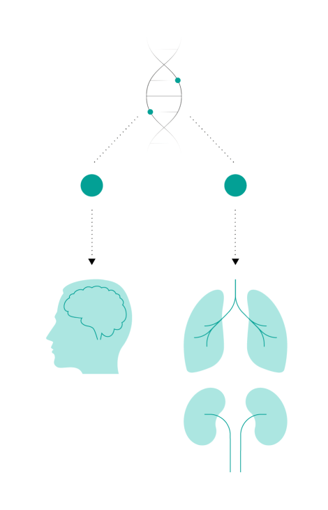 Diagram shows two copies of the LRRK2 gene with no mutations (healthy), with icons of both the brain and the lungs and kidneys functioning well.