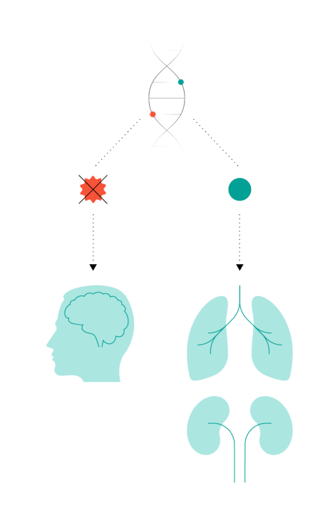 Diagram again shows one copy of the healthy LRRK2 gene and one copy with the Parkinson’s G2019S mutation, but only the mutated gene is crossed out (inhibited). The icons of both the brain and the lungs and kidneys are shown functioning well.